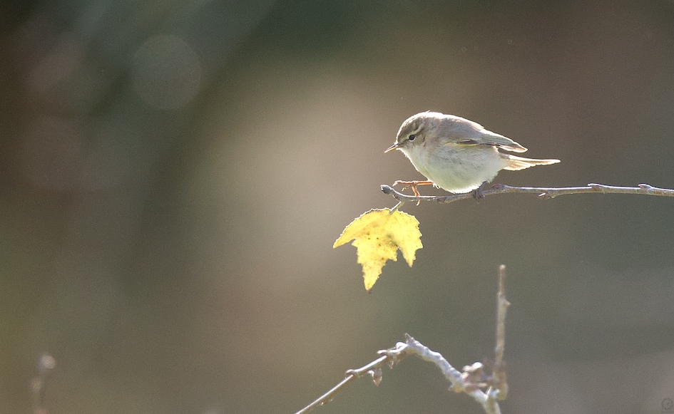 Pulsa la imagen para a ampliarla