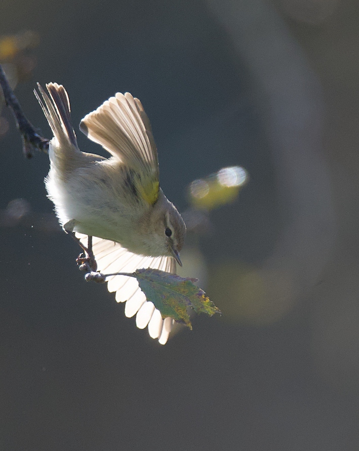 Pulsa la imagen para a ampliarla