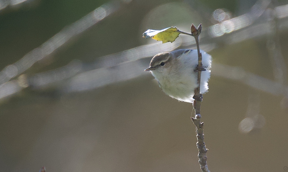 Pulsa la imagen para a ampliarla
